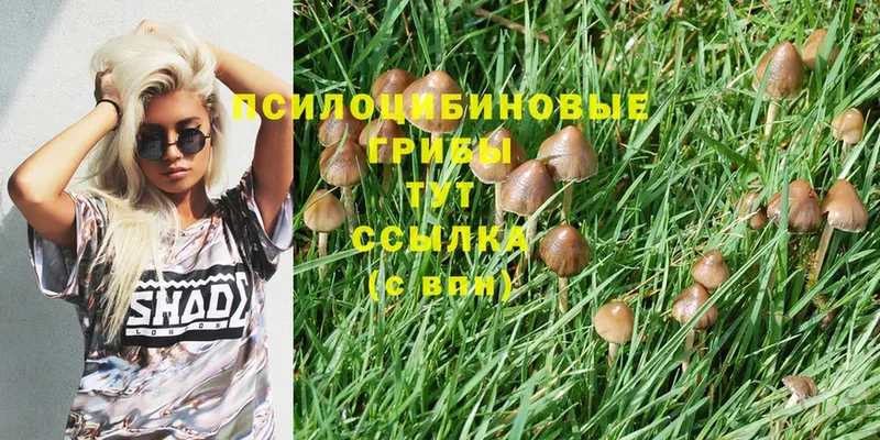 Псилоцибиновые грибы Psilocybine cubensis  гидра tor  Буинск 